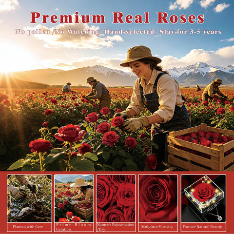 Lebana mother’s day and valentines gift rose featuring necklace.