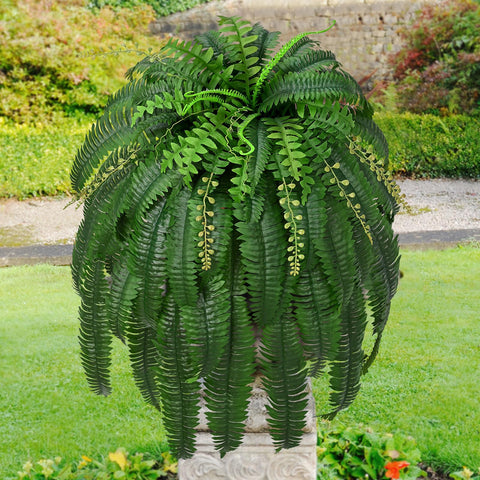 Livole easy care fern suitable for indoor or outdoor use
