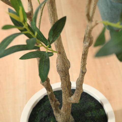 LOMANTO gift-ready olive tree suitable for housewarmings