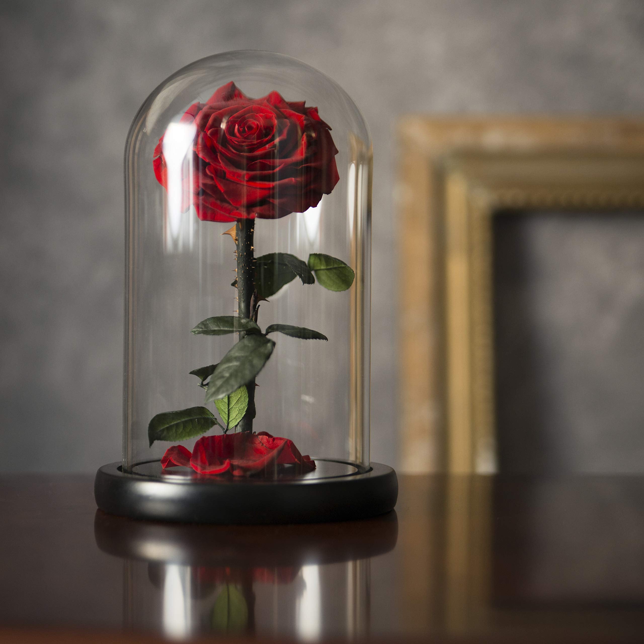 LOVAPPY beauty-and-the-beast-inspired display adds timeless romance to rooms.