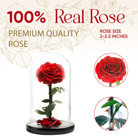 LOVAPPY rose in glass dome close-up shows vivid red petals and pristine preservation.