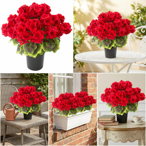 Lovemoon red geraniums require no watering or pruning for easy care.
