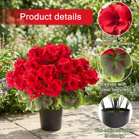 Lovemoon 2-pack geraniums offer versatile decor for indoor and outdoor spaces.
