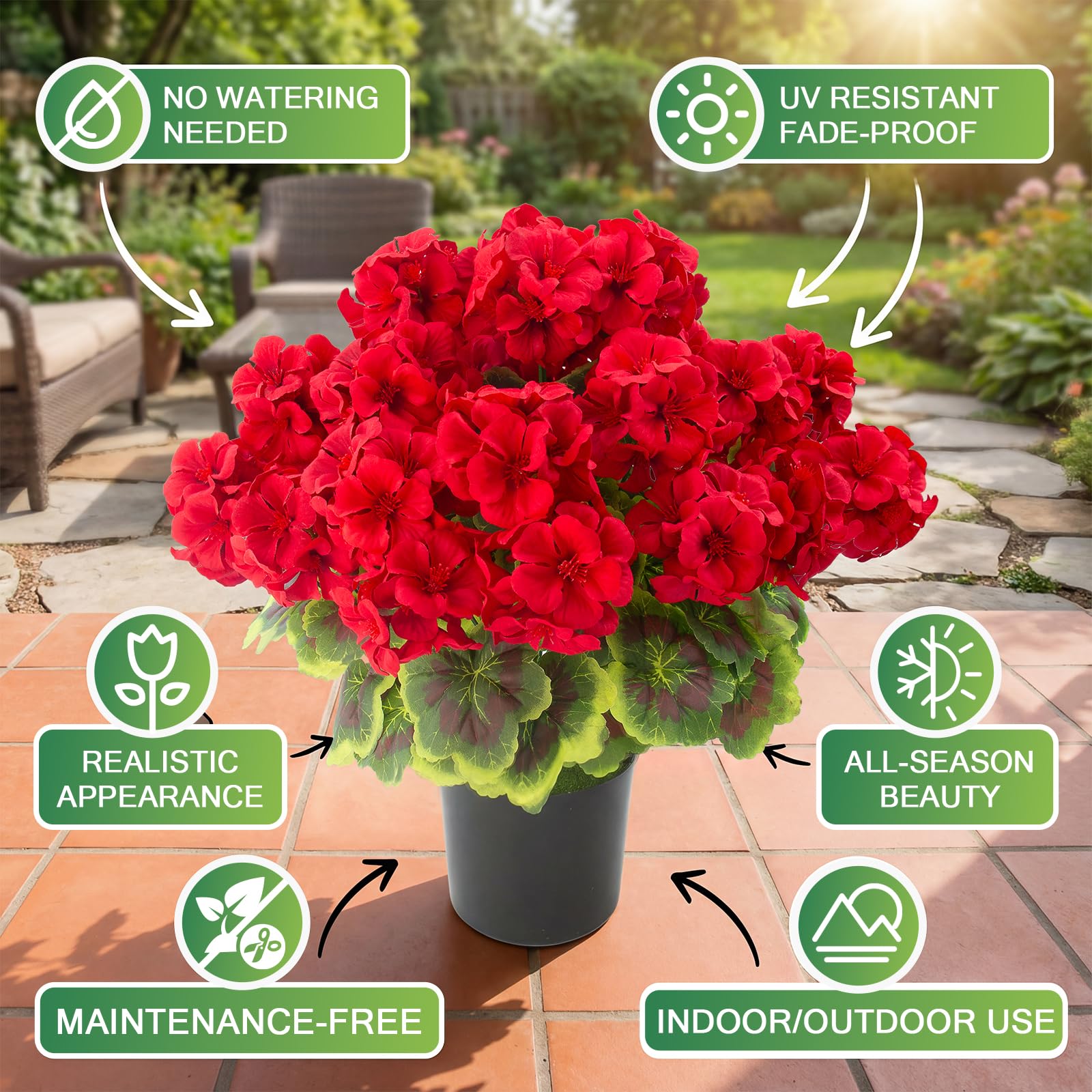 Lovemoon potted geraniums arrive ready to place for immediate impact.