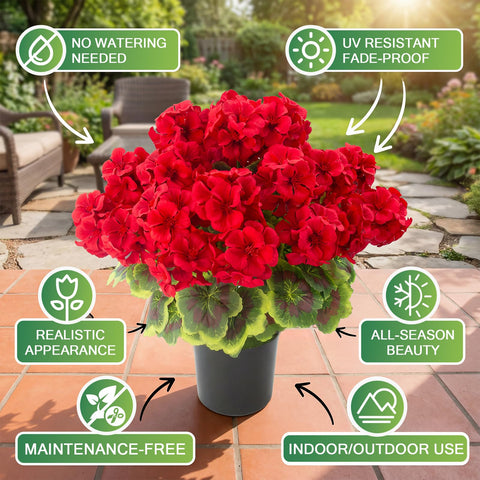 Lovemoon potted geraniums arrive ready to place for immediate impact.