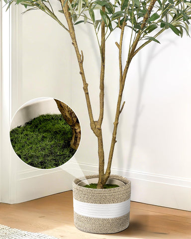 LuceAlberi adjustable-branch olive tree for flexible shaping and fuller silhouette.