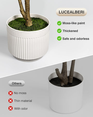 LuceAlberi no-sun-needed olive tree ideal for rooms with limited natural light.