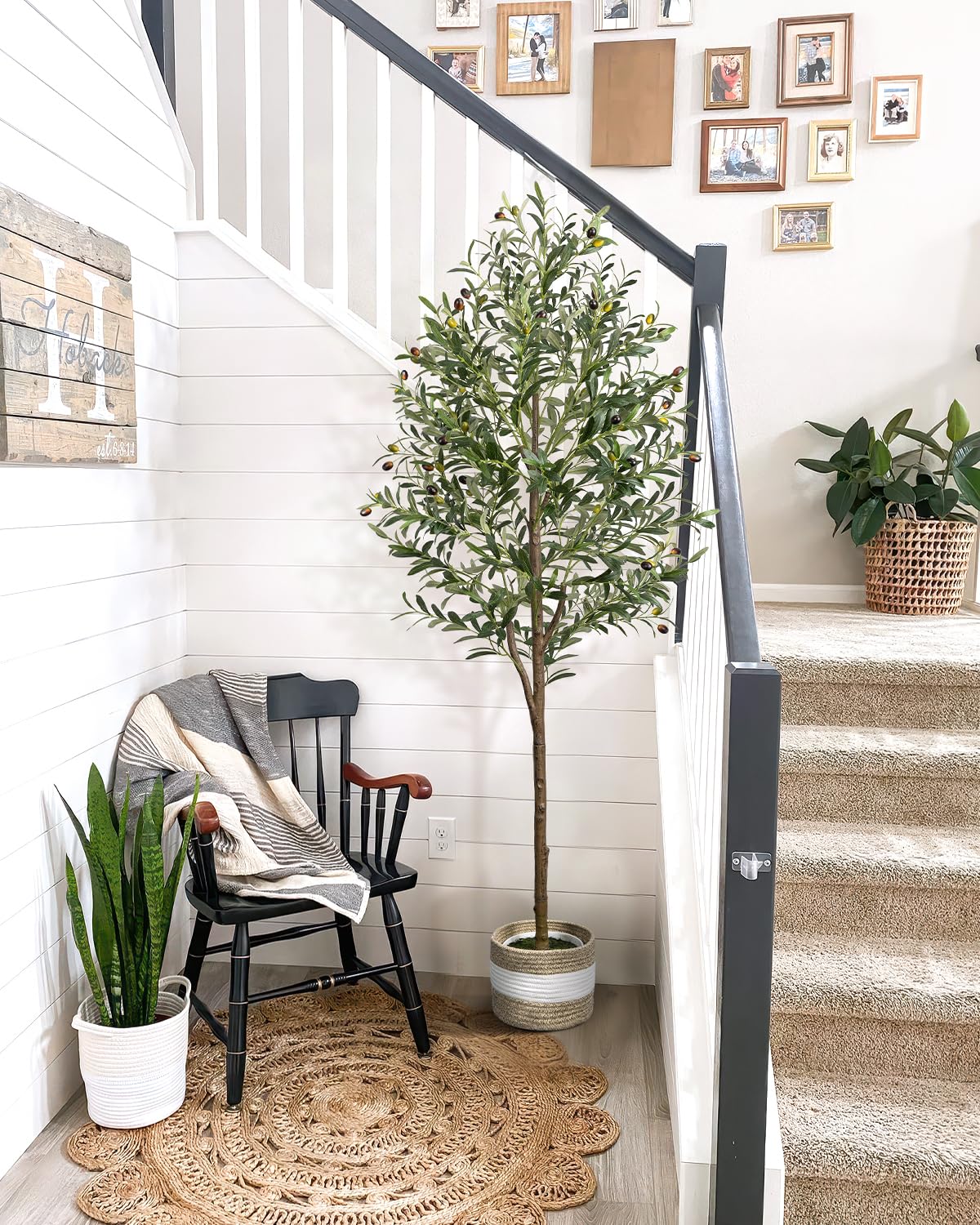 LuceAlberi olive tree styled on a patio for decor inspiration.