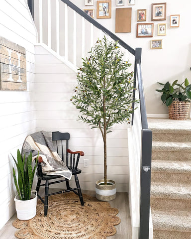 LuceAlberi olive tree styled on a patio for decor inspiration.