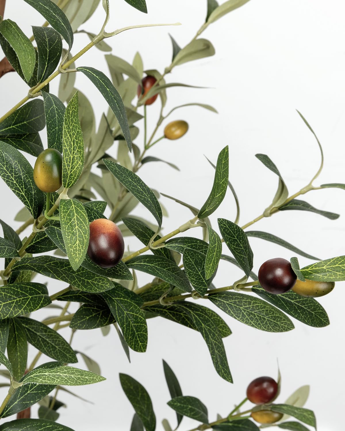 LuceAlberi olive tree in white pot ready for living room setup.