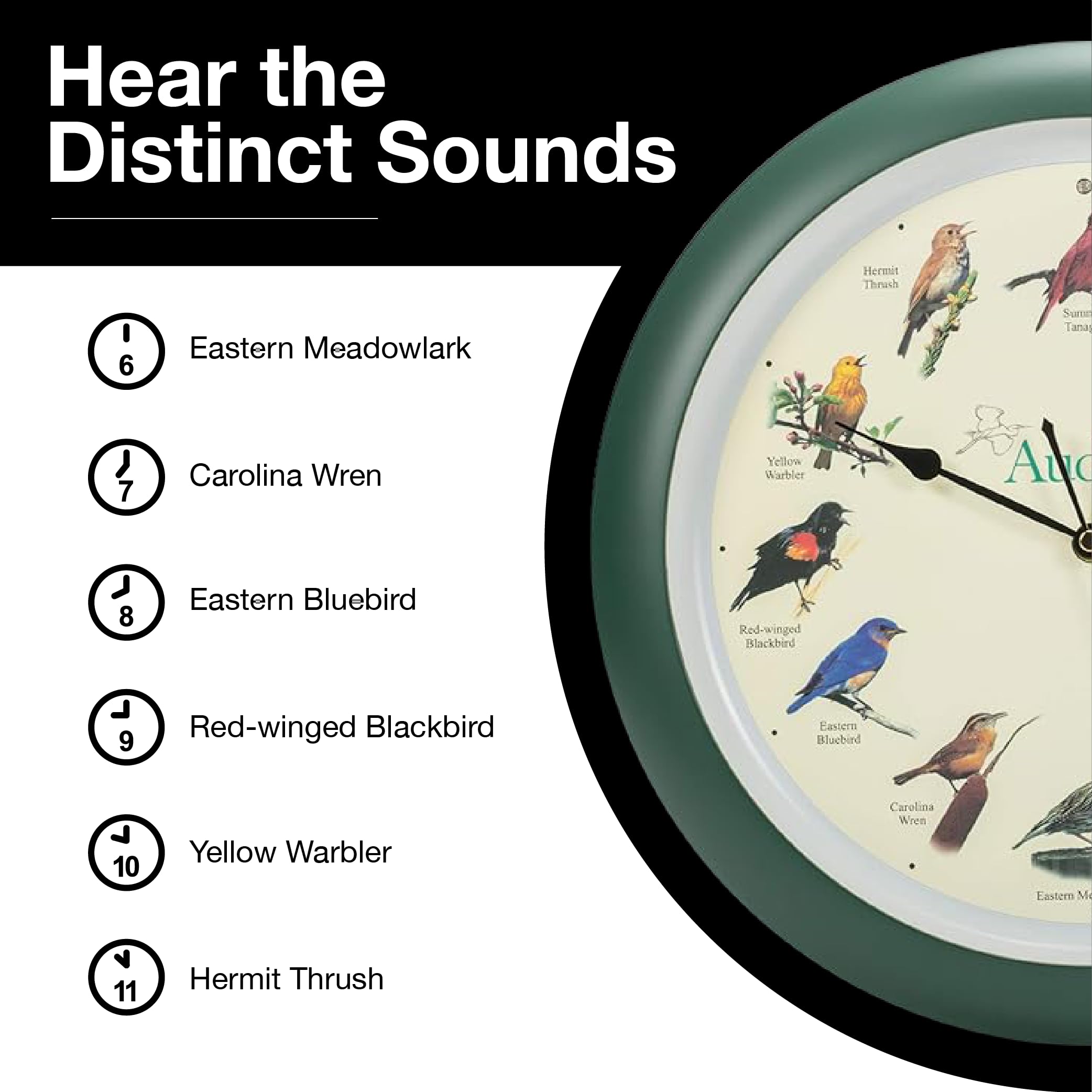 Mark Feldstein Audubon battery-powered clock runs on 3 AA batteries for flexible placement.