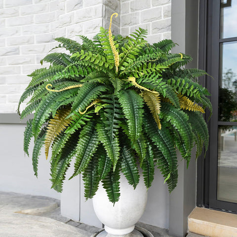 Martine Mall 48in fern close-up showing new yellow shoots for outdoor realism.