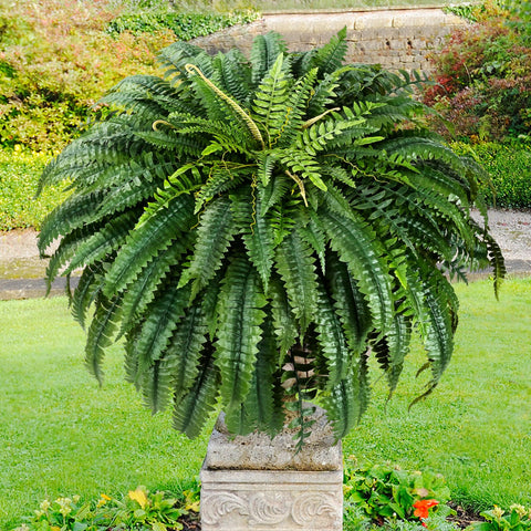 Martine Mall 48-inch fern filling 12-15 inch pots easily.