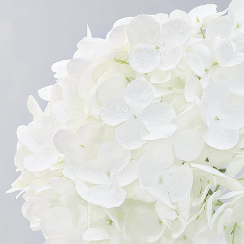 MARTINE MALL white hydrangea leaves texture for authentic look