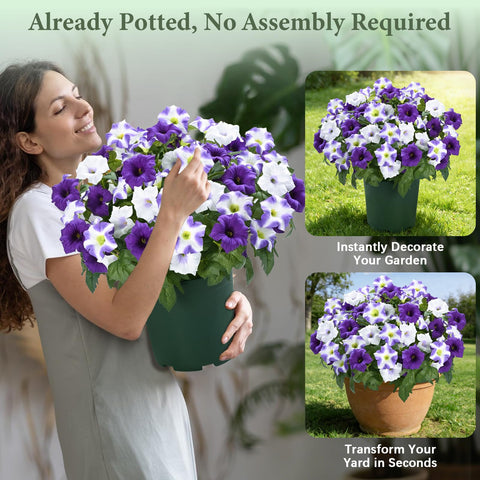 MARTINE MALL UV-resistant petunia pot designed for sunlit patios and durable use