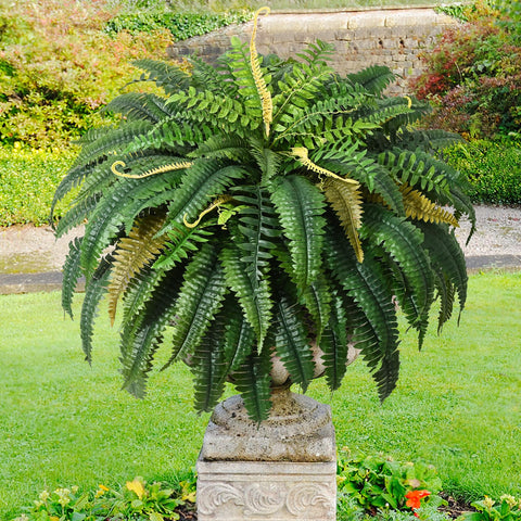 Martine Mall vibrant green fern enhances patios, gardens, poolside areas