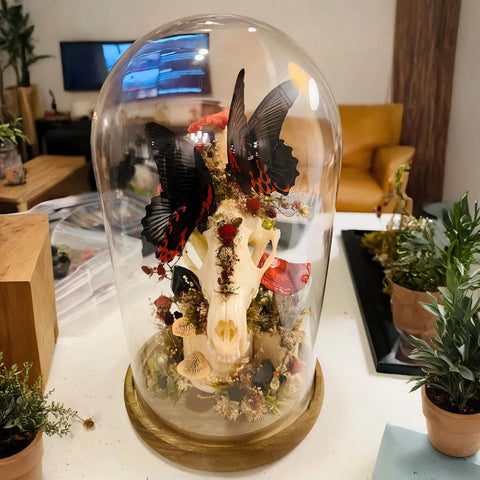 Mezzi cloche for plants and preserved arrangements.