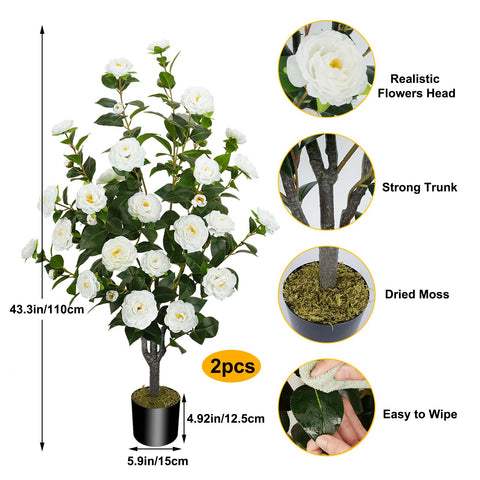MHMJON camellia tree close-up shows 32 white blossoms per tree for timeless charm.