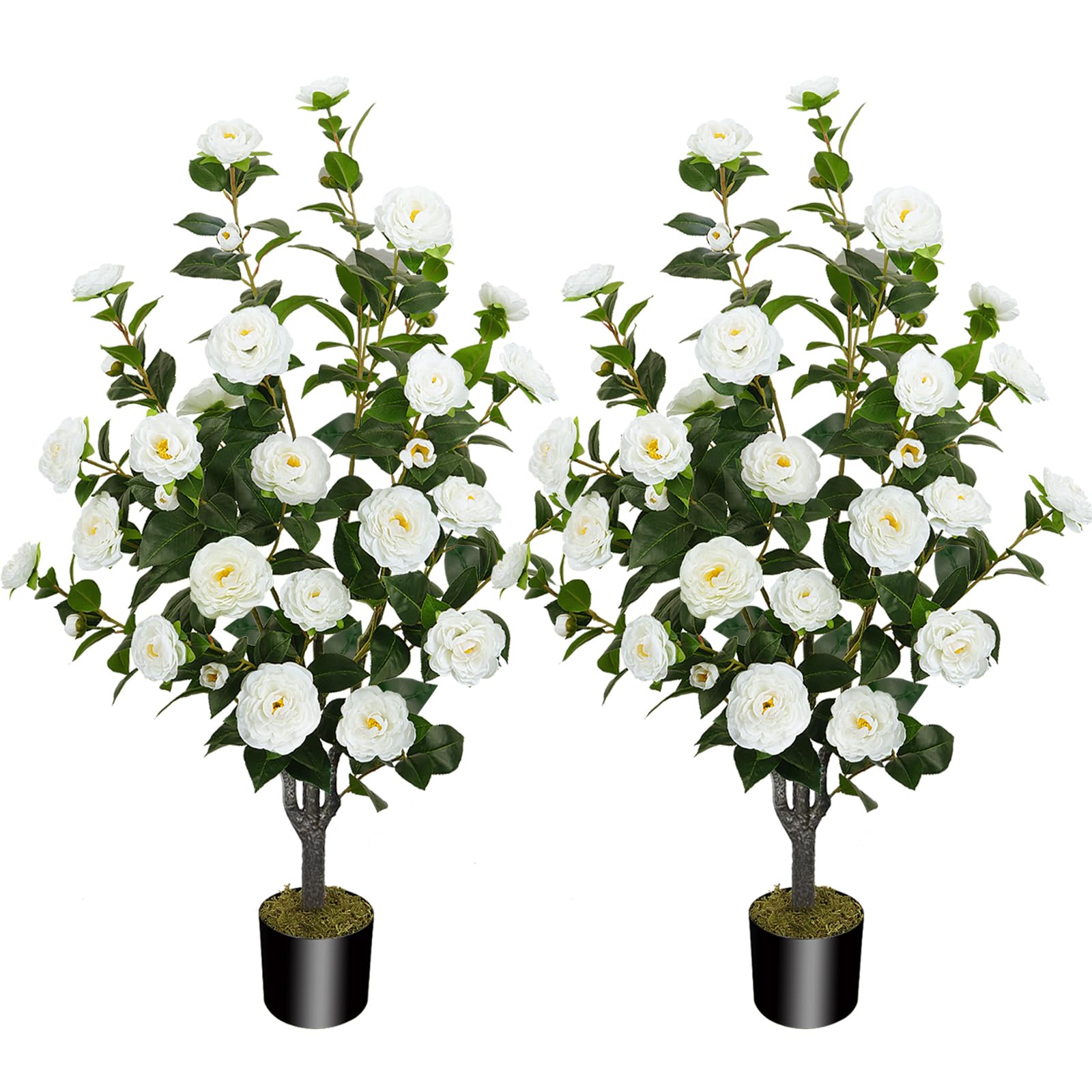 MHMJON two-pack camellia trees ready to elevate interior or exterior decor with lush blooms.