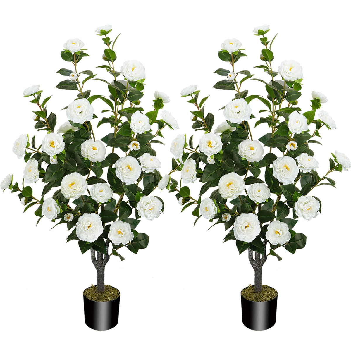 MHMJON two-pack camellia trees ready to elevate interior or exterior decor with lush blooms.