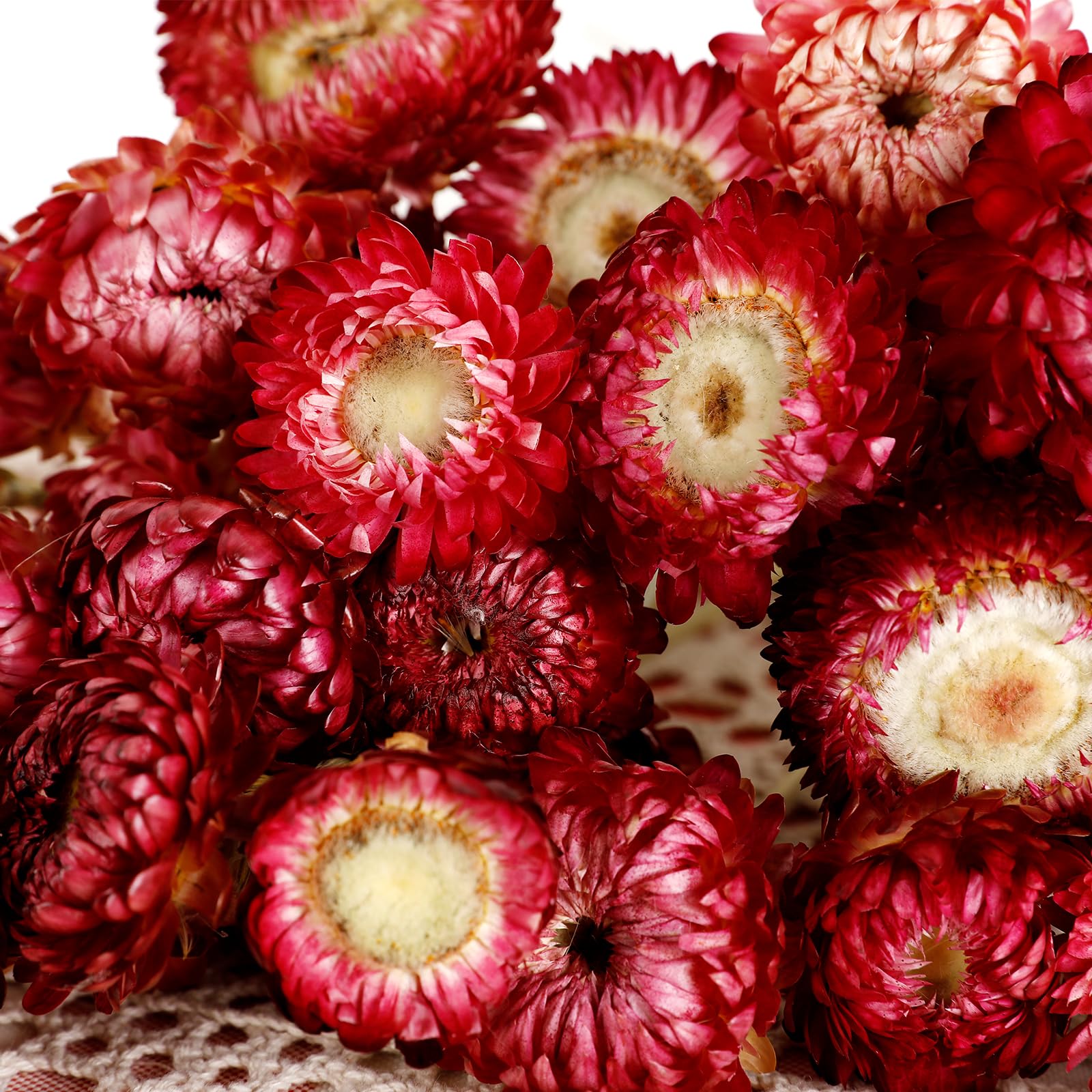 Close-up of MIHUAGE chrysanthemum bloom in natural dried detail