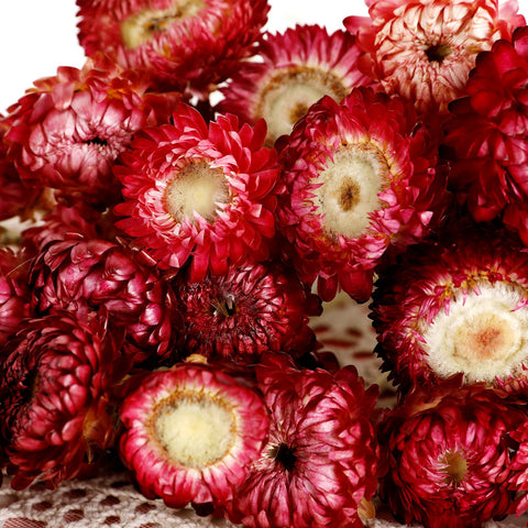 Close-up of MIHUAGE chrysanthemum bloom in natural dried detail