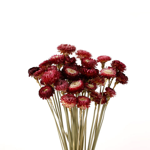 MIHUAGE dried chrysanthemum bouquet in burgundy for home decor