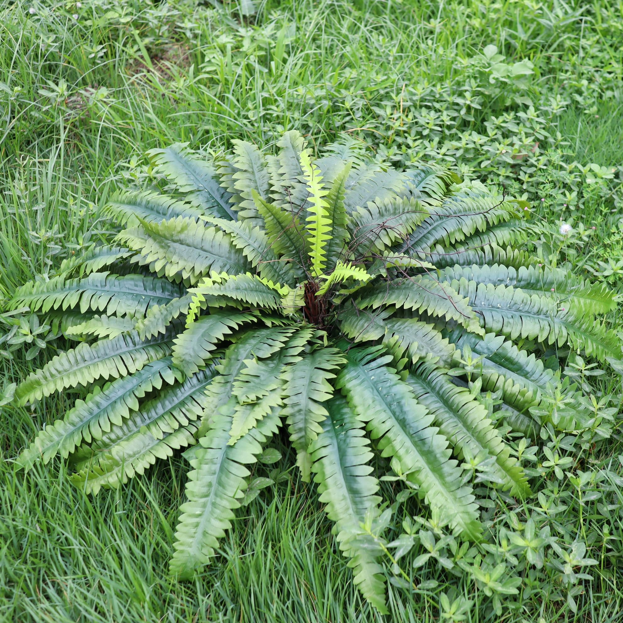 MILHAO FOREST arching fronds — graceful silhouette in entryways.