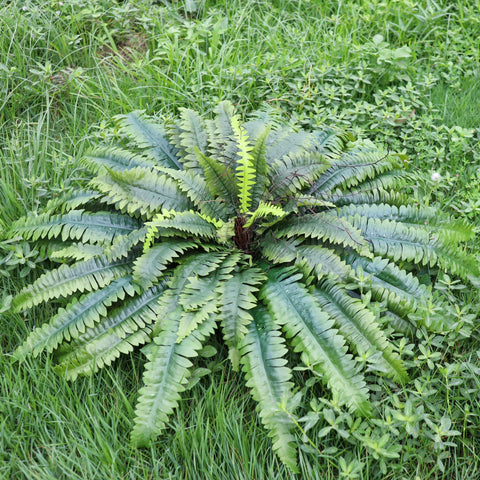 MILHAO FOREST arching fronds — graceful silhouette in entryways.