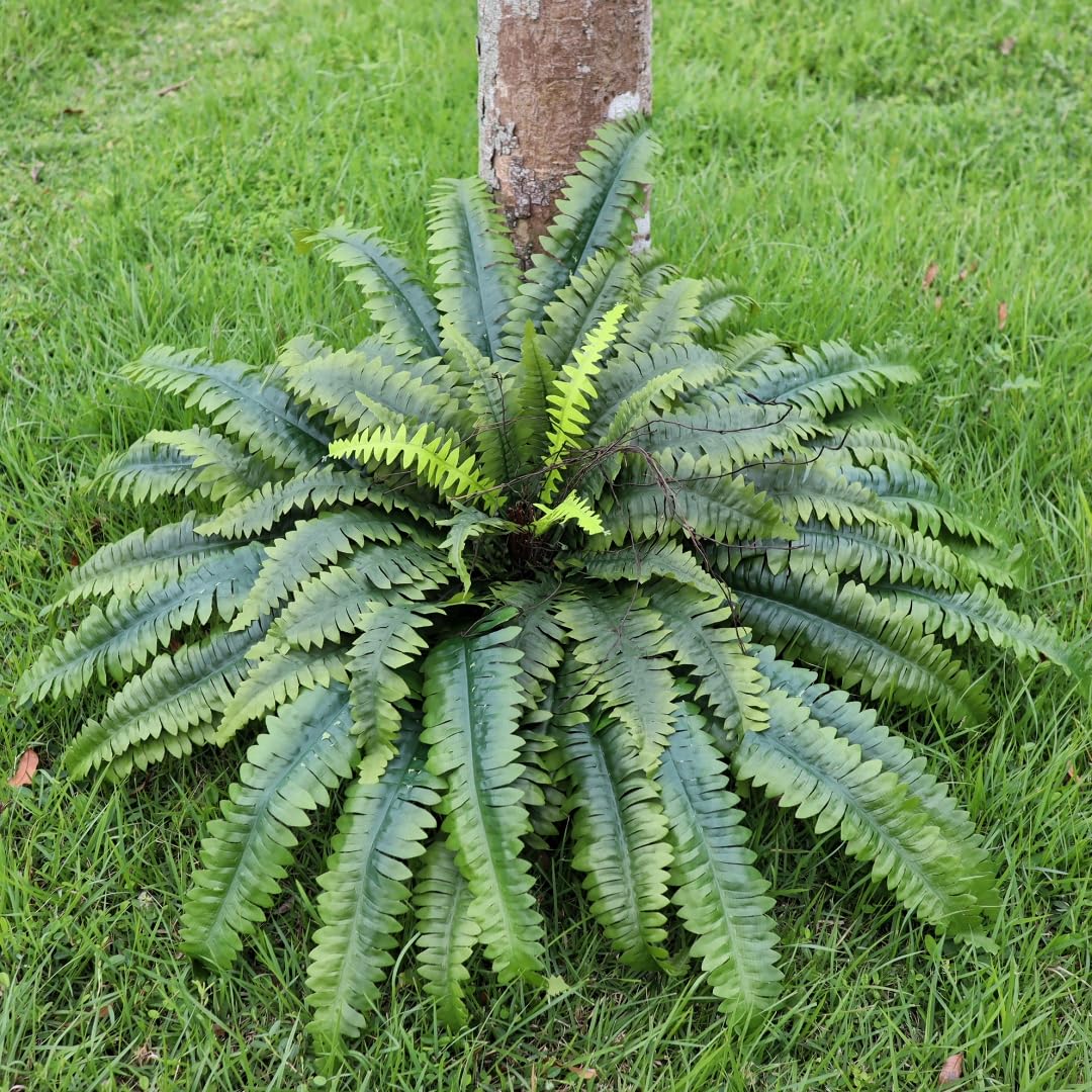 MILHAO FOREST large fern 51in diameter — dramatic focal point for planters.