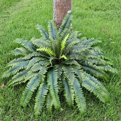 MILHAO FOREST large fern 51in diameter — dramatic focal point for planters.