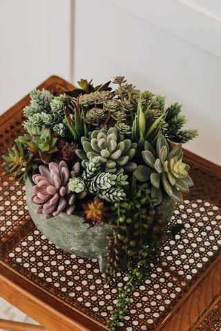 Miltonson unpotted face succulents with varied sizes for DIY displays.