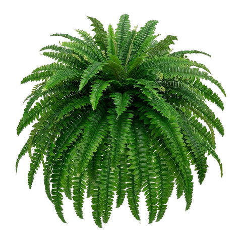 Miuyeah Miao GYERB 48in artificial Boston fern with lush silk fronds for evergreen decor