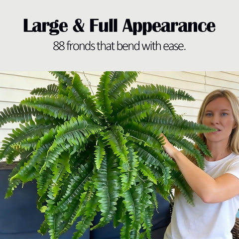 Hanging basket filler to enhance living spaces with tropical vibes