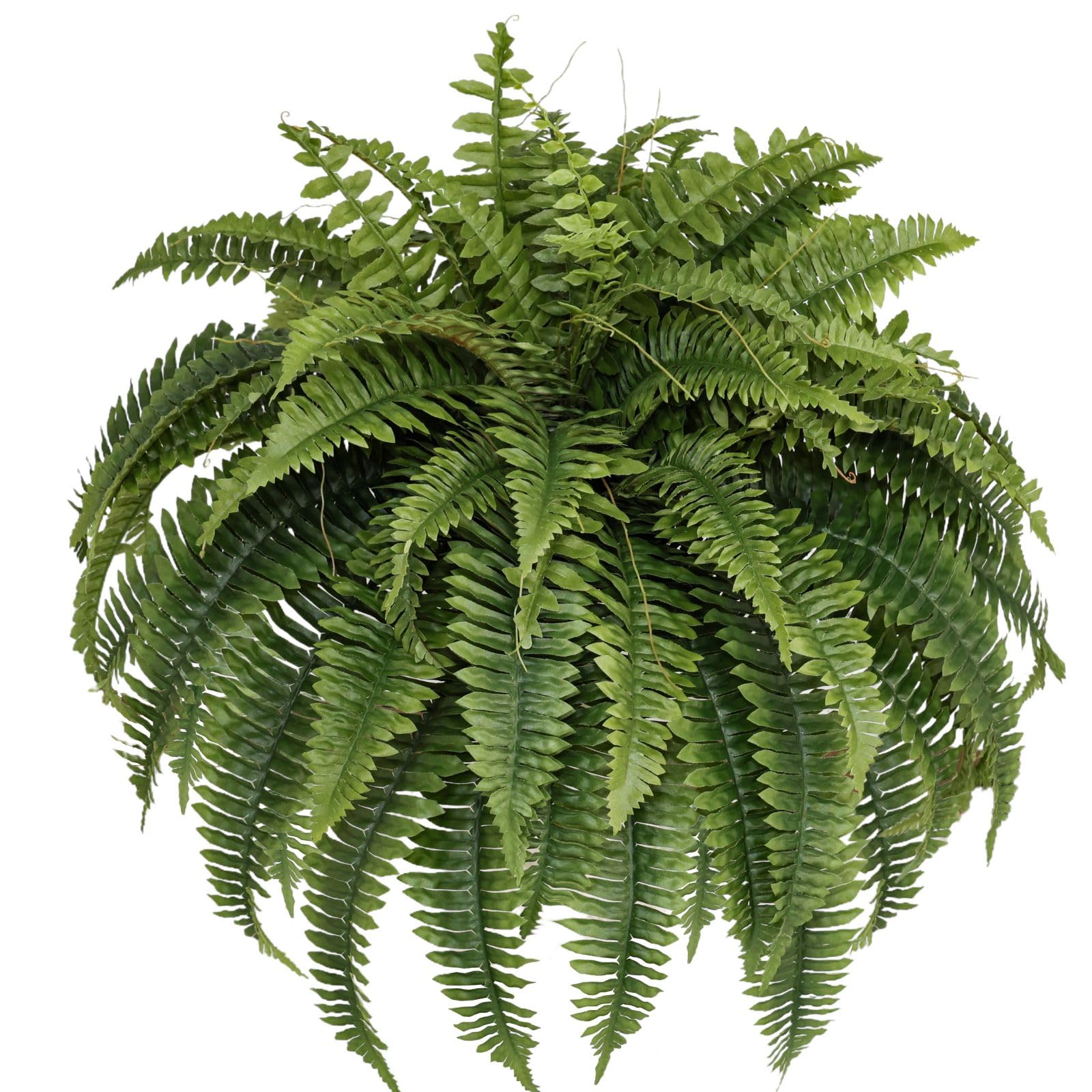 Muhanjia Boston fern 48inch diameter leaves for dramatic indoor or porch decor
