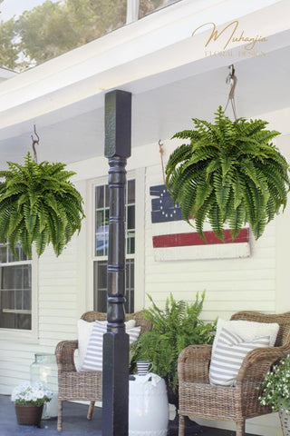 Muhanjia ferns pack 1 ready-to-use decorative bundle