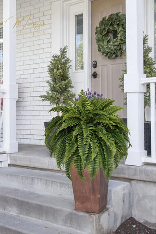 Muhanjia fern suitable for porch or balcony decor ideas