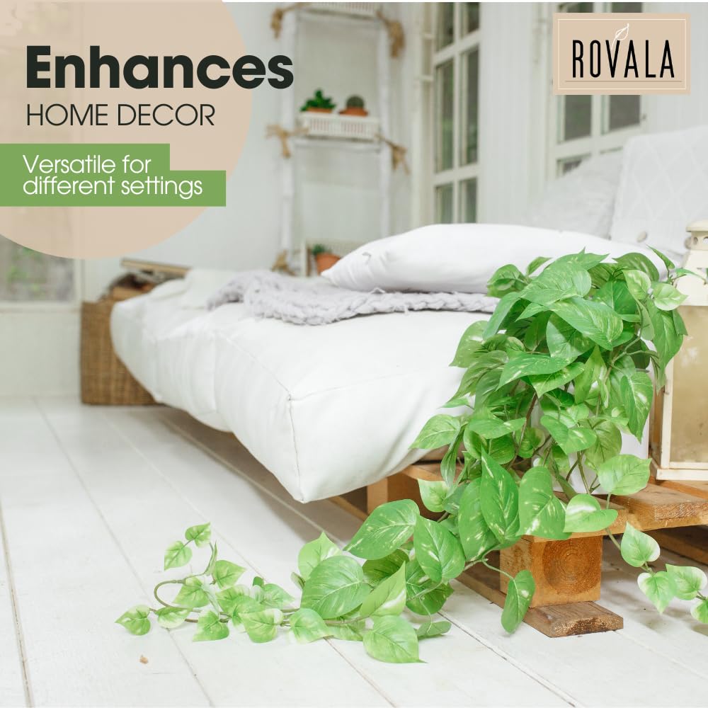 MY ROVALA indoor plant ideal for porches and cafes with evergreen vibe