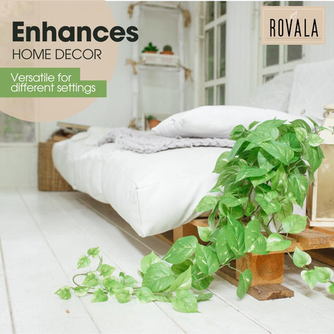 MY ROVALA indoor plant ideal for porches and cafes with evergreen vibe