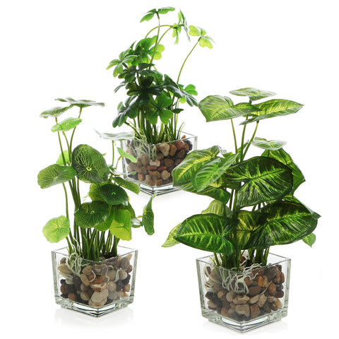 MyGift taro plant in glass pot enhances desk decor with easy maintenance.