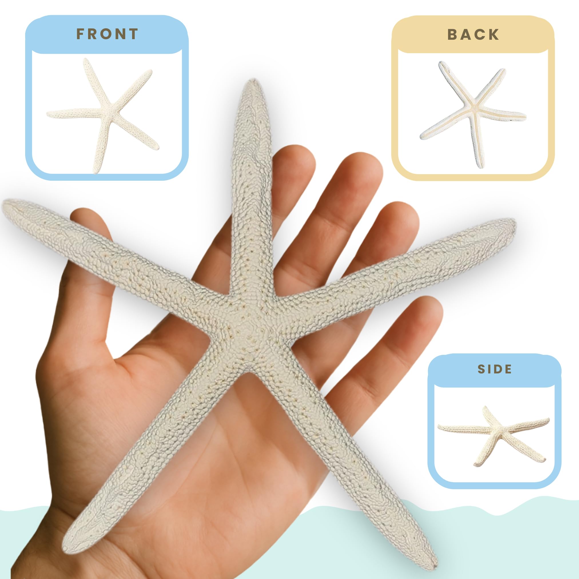 Nautical Crush starfish bulk pack offers versatile coastal decor options.