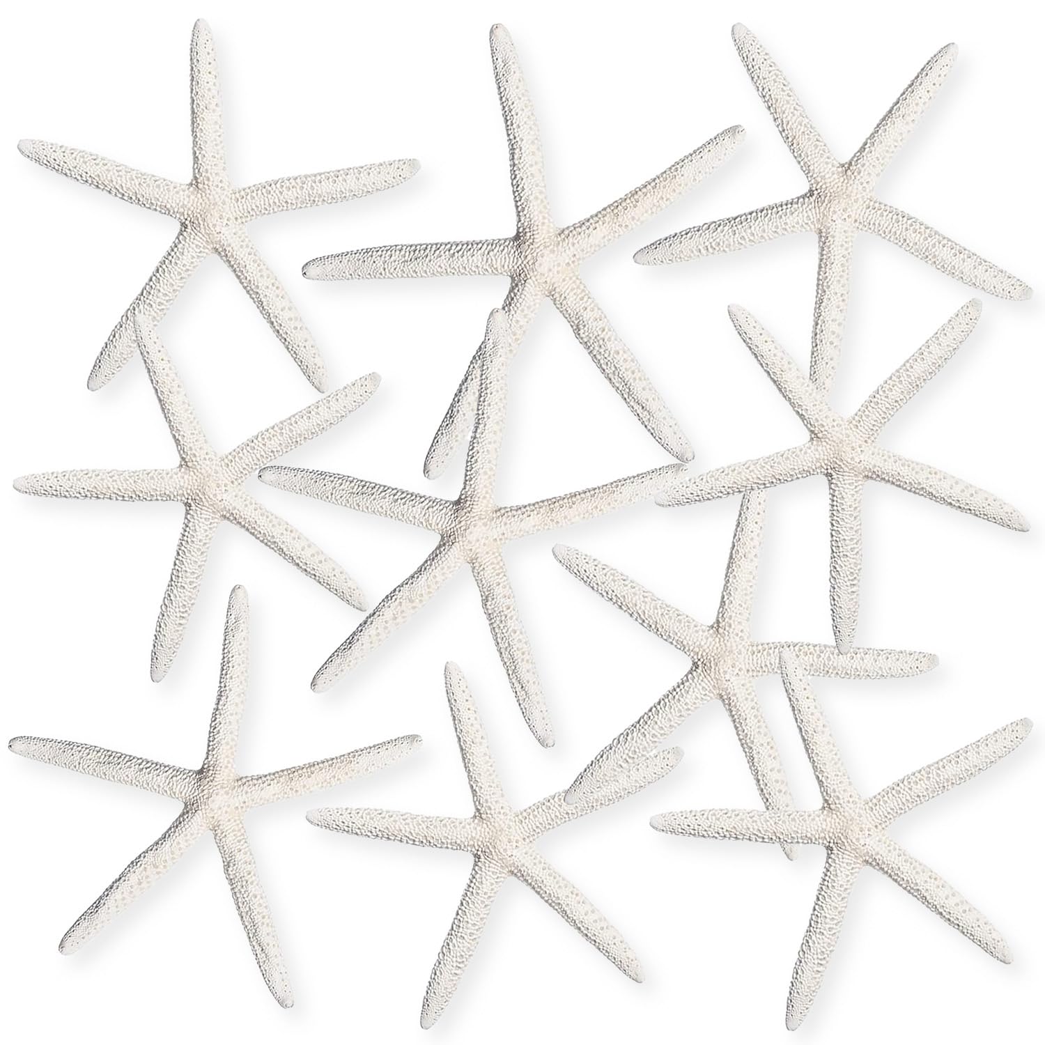 Nautical Crush starfish shells enhance nautical displays and sea-inspired projects.