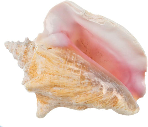Nautical Crush Trading conch shell decor 6-8 inch for coastal focal decor in living spaces.