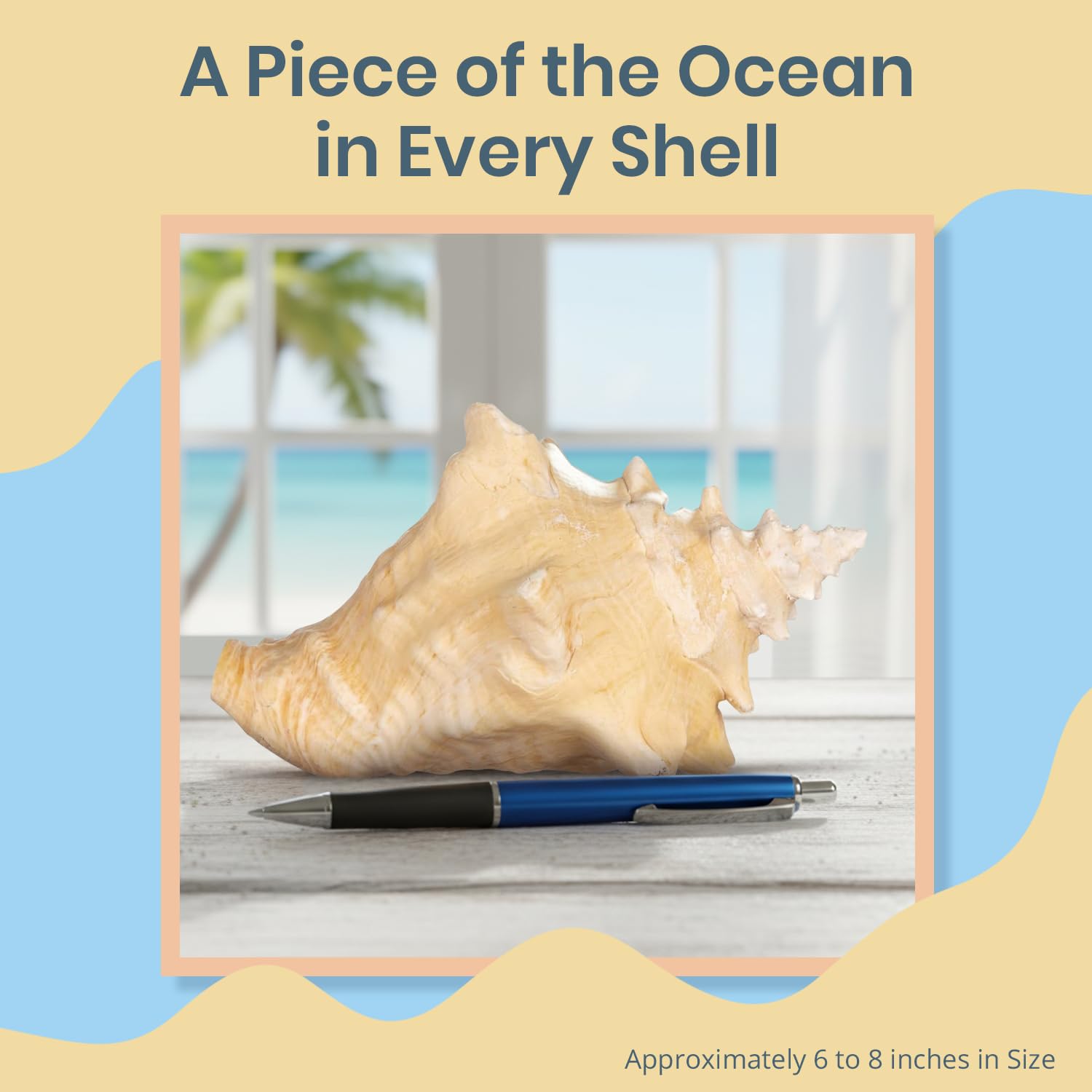 Nautical Crush Trading 6-8 inch conch shell for room decor and crafts.