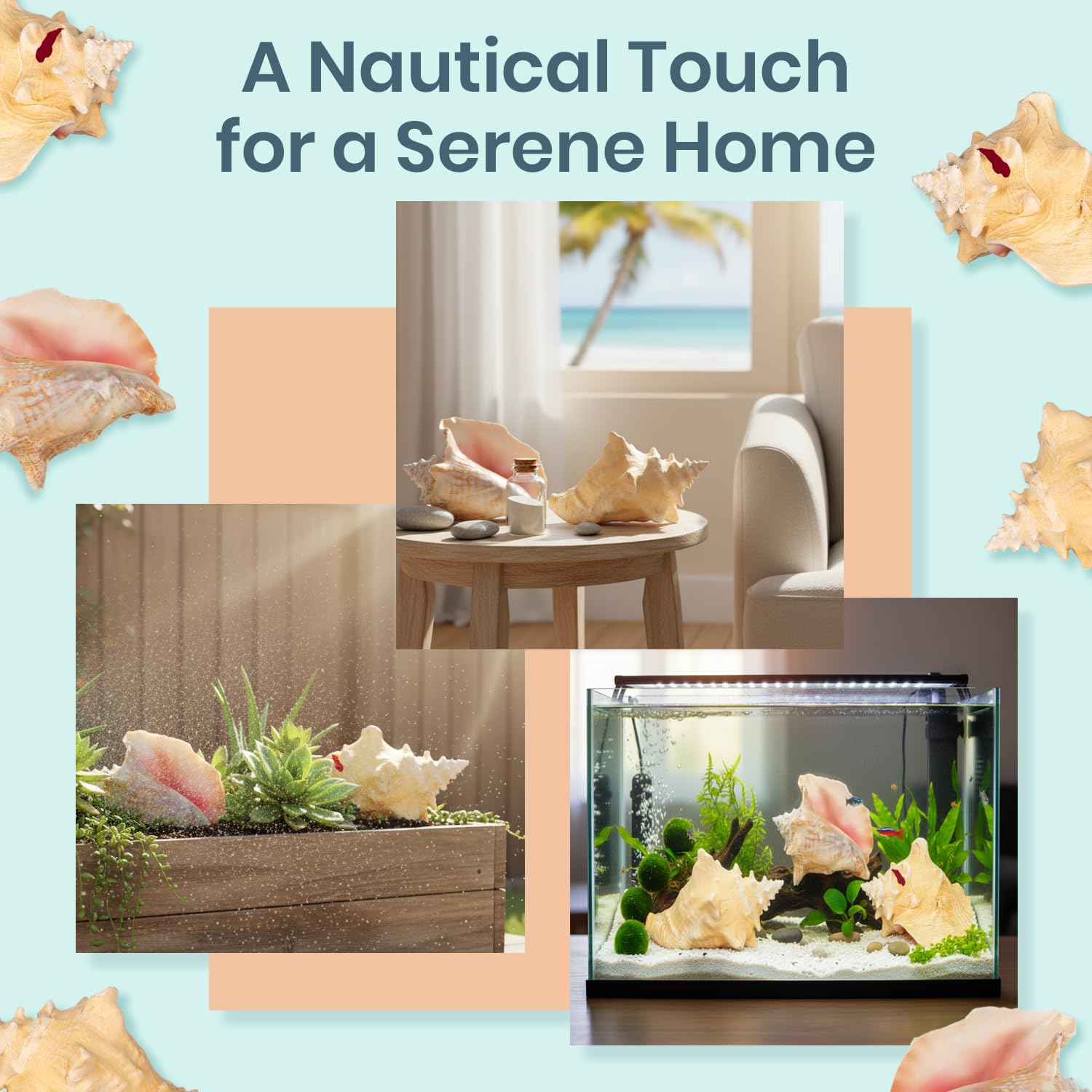 Nautical Crush Trading large conch shell for DIY crafts and sea-themed displays.