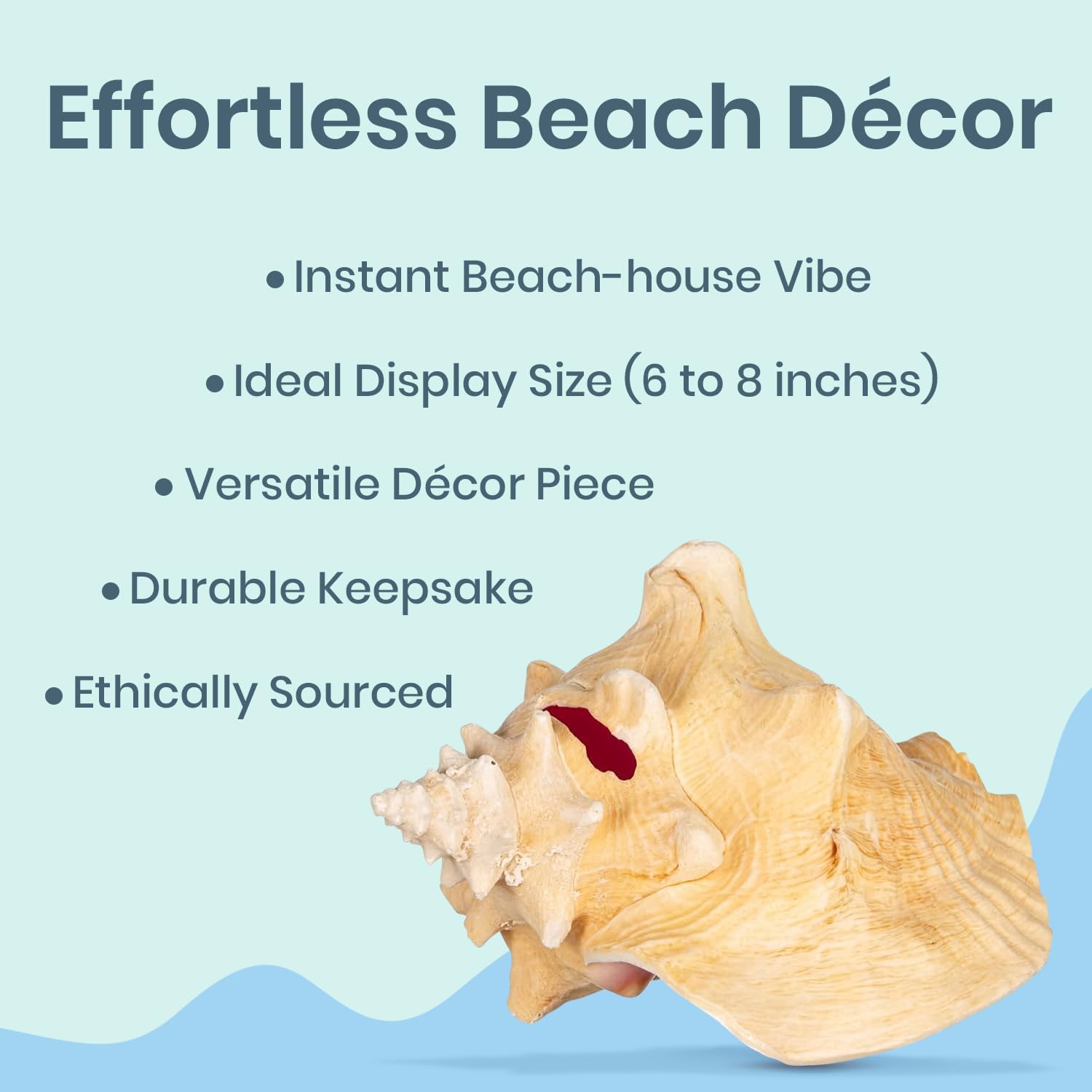 Nautical Crush Trading natural quality conch shells with rustic coastal charm.
