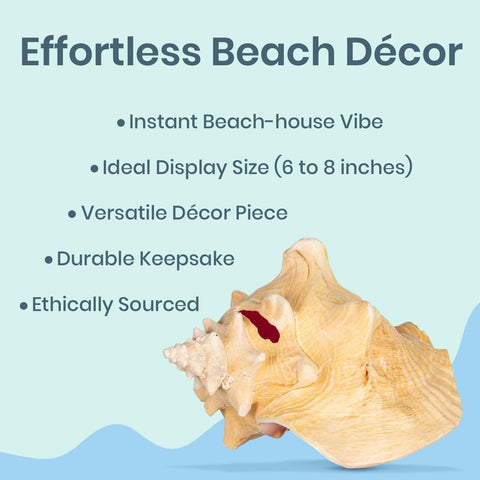 Nautical Crush Trading natural quality conch shells with rustic coastal charm.
