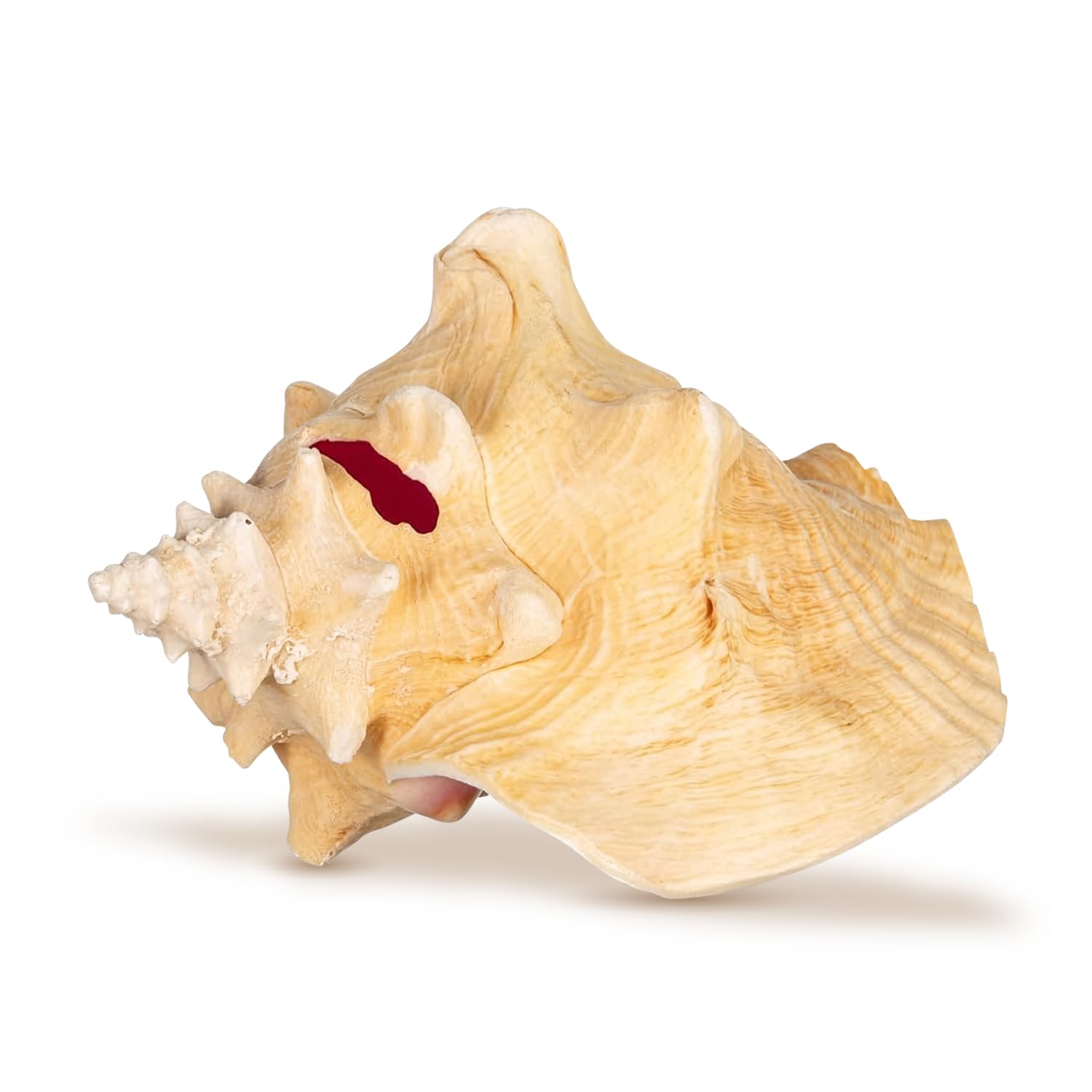Nautical Crush Trading responsibly sourced shells add authentic coastal vibes.