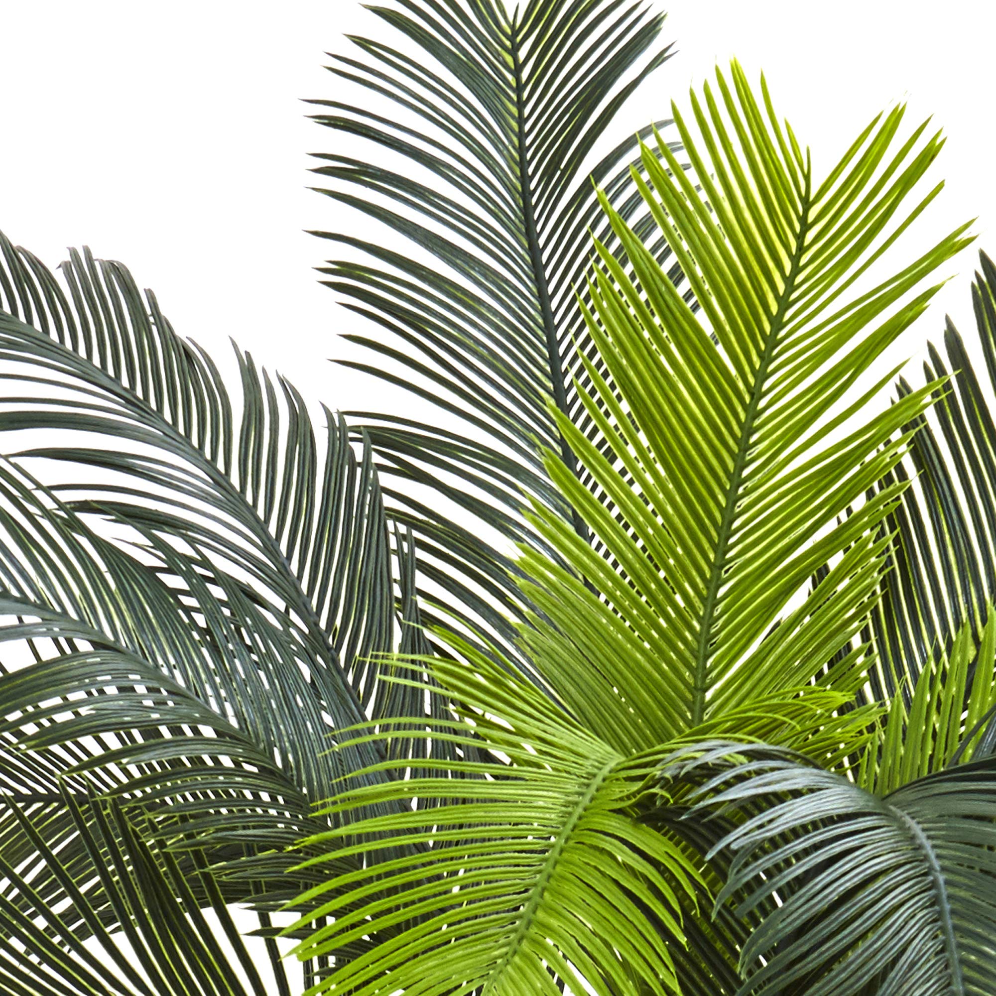 Indoor-friendly display of lush cycas greenery for living rooms.