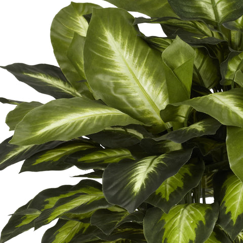 Large hexagon pot complements the Dieffenbachia for an eye-catching centerpiece.